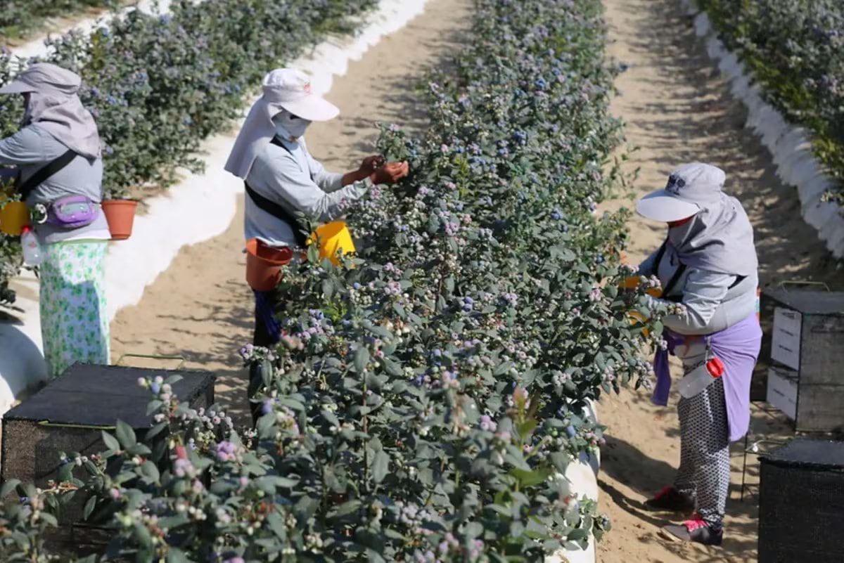 Estados Unidos concentró el 44% de los envíos peruanos de arándano hasta la semana 34 (agosto). (Foto: difusión).