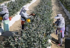 El Niño adelanta campaña de arándanos y recorta potencial exportador del Perú