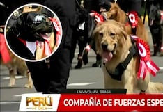Brigada canina de la Policía Nacional participa en la Gran Parada Militar junto a sus guías