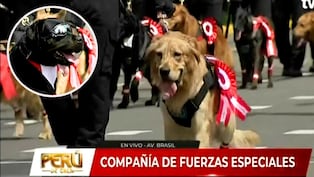Brigada canina de la Policía Nacional participa en la Gran Parada Militar junto a sus guías