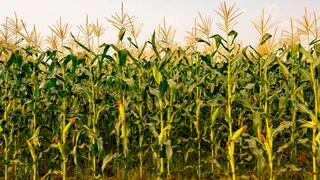 CIC recorta previsión de cosecha mundial de maíz de 2022-2023, cita el estrés de la sequía en la UE