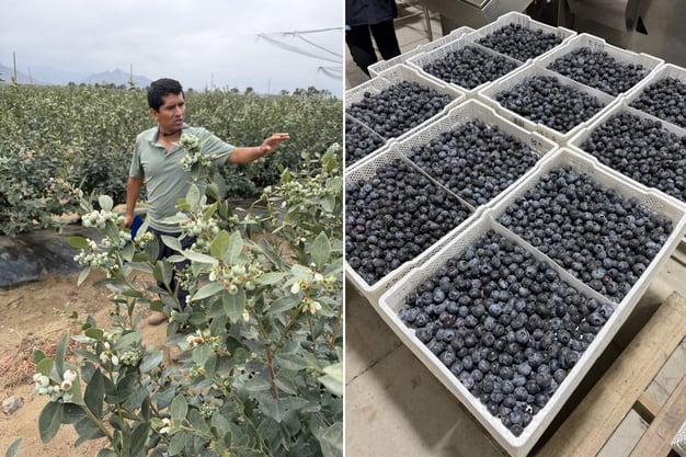 Gourmet Trading Company se muestra satisfecho con la calidad de la fruta cosechada en Perú, a pesar de las altas temperaturas.