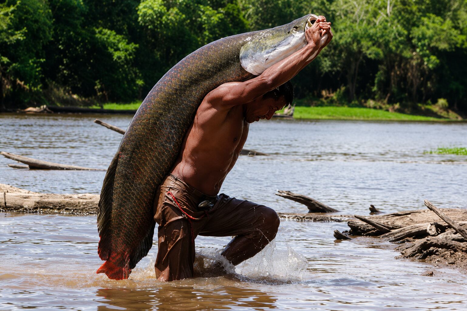 Pocos animales pueden presumir de una segunda, tercera o cuarta vida. El paiche sí: su historia continúa mucho después del filete. (Foto: Andina)