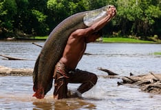 Su majestad el paiche: el gigante que “esconde” riqueza hasta en la última escama