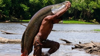 Su majestad el paiche: el gigante que “esconde” riqueza hasta en la última escama