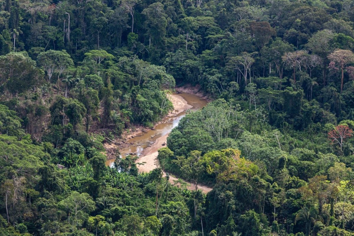 Bosques amazónicos. (Foto: Difusión)