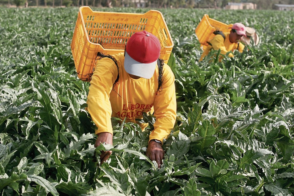 Lambayeque: el proyecto que atraería inversiones en agroexportación por US$ 750 millones. FOTO: SEBASTIAN CASTA—EDA /EL COMERCIO