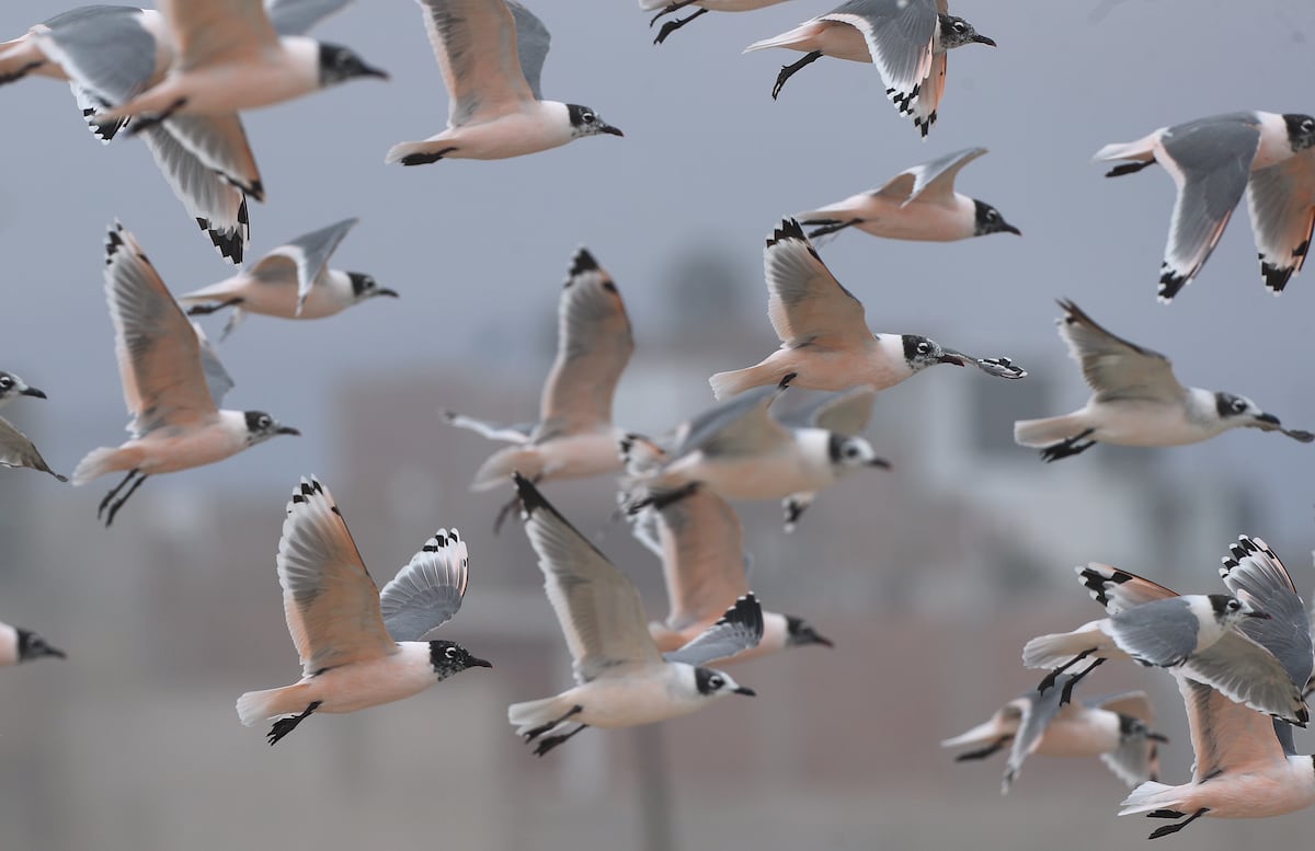 La luz migratoria es llamativa para esta especie y les genera confusión al momento de migrar.