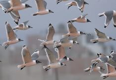 Cómo impactan la luz artificial en las aves migratorias