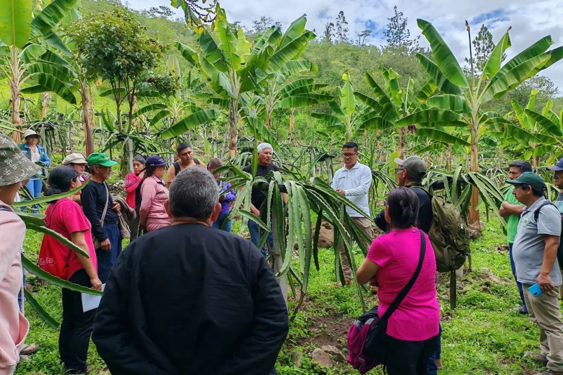 ¿Perú cuenta con la tecnología para producir pitahaya a gran escala? (Foto: Andina)