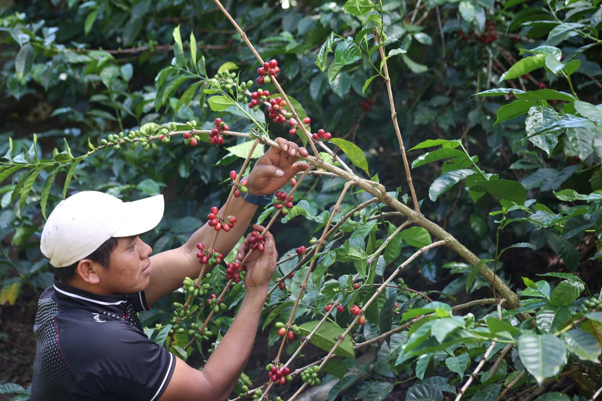 Fotografía del 08 de febrero de 2024 de un hombre recolectando café en la finca Elida Estate Coffee de Lamastus Family en Boquete (Panamá). EFE/ Marcelino Rosario