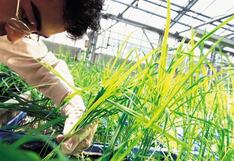 Laboratorios agroquímicos “cultivan” alianzas locales y formulan nuevas líneas