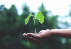 Siete prácticas sostenibles para que empresas ayuden al cuidado del ambiente