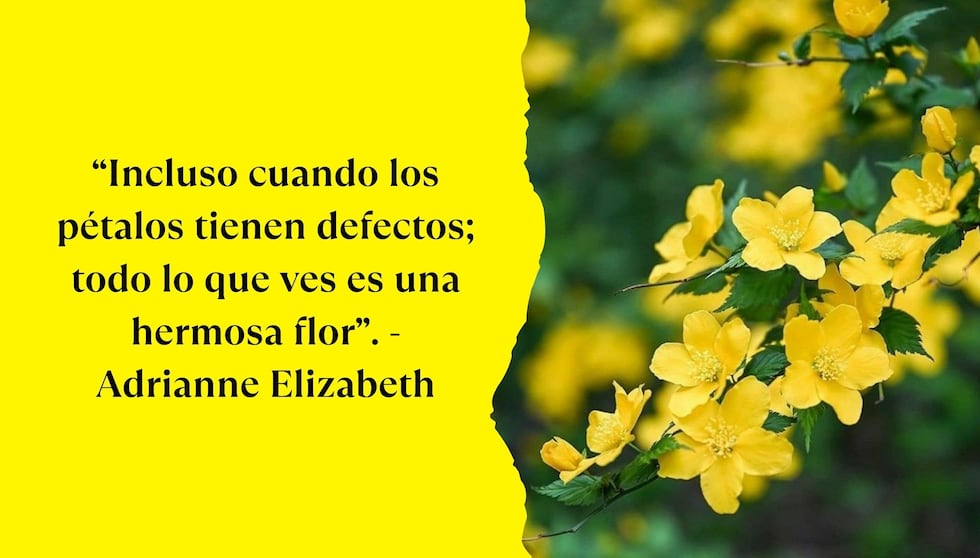 “Incluso cuando los pétalos tienen defectos; todo lo que ves es una hermosa flor”. - Adrianne Elizabeth | Foto de Pinterest.