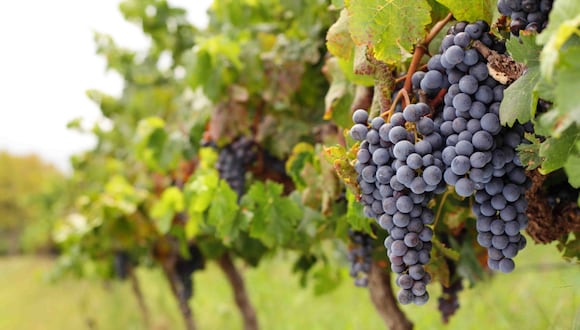 En marzo de este año se aprobó la autorización para la exportación de uvas peruanas al Japón. (Foto: GEC)