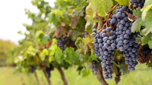 Ica exportó más de 2 millones de cajas de uvas de mesa en lo que va del año