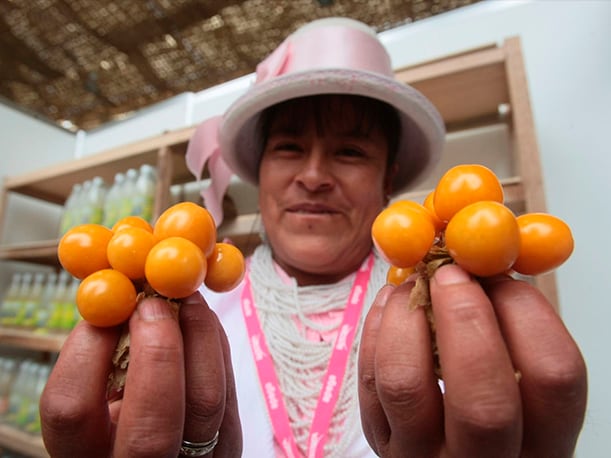 El portafolio de Agroandino está compuesto de cinco productos deshidratados: aguaymanto, mango, granada, arándano y piña. (Foto: Andina)