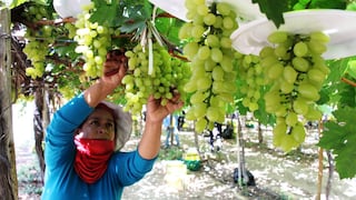 Uvas peruanas ingresan por primera vez a Japón