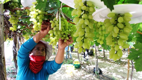 En 2022, se registraron exportaciones de uvas a 53 mercados extranjeros, por un monto de US$ 1,362 millones, según el ministerio. Foto: Diario El Comercio.