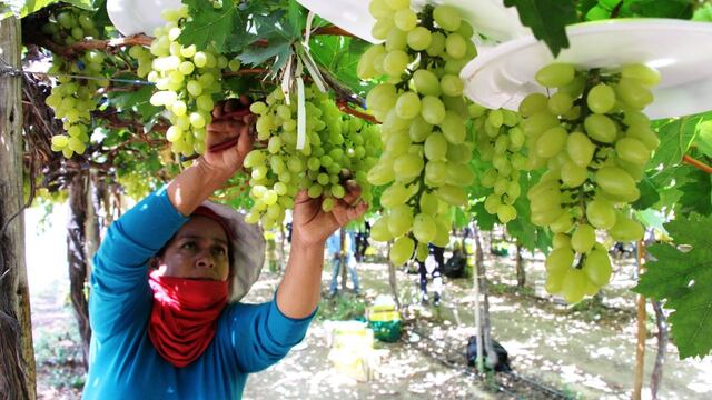 Producción de uva podría caer en Perú y elevaría precio de exportación