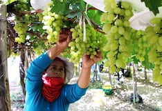 Perú marca hito con su primer envío de uva de mesa a Japón