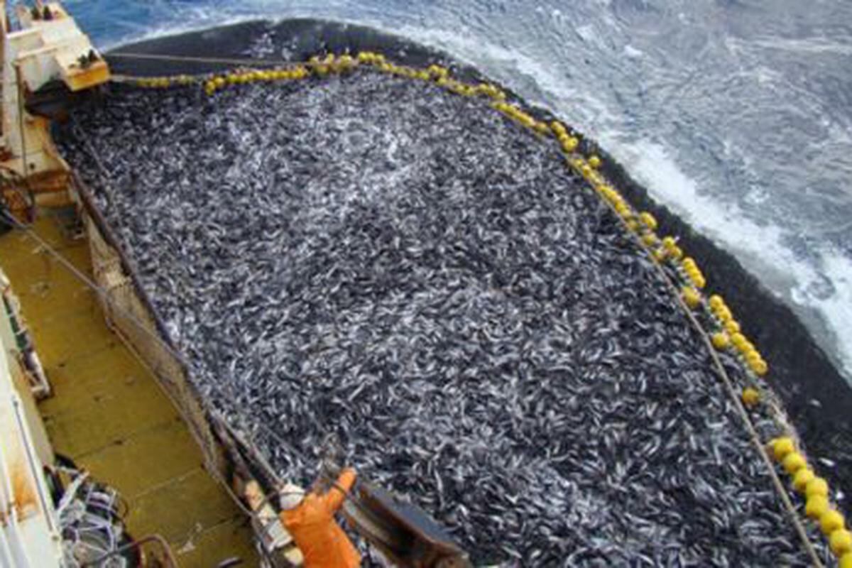 3 de agosto del 2009. Hace 15 años. Se elevará la presencia de grandes barcos para pesca de jurel en altamar.