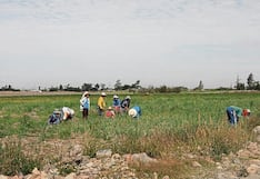 Fundación Citi financiará proyectos peruanos sobre seguridad alimentaria con US$ 500,000