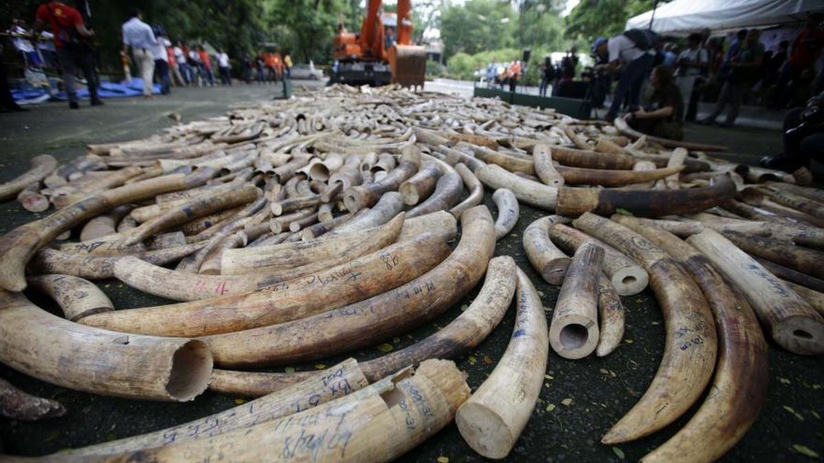 La última década ha visto una notable disminución en la caza furtiva y los precios de mercado de ambos productos. (Foto: difusión)