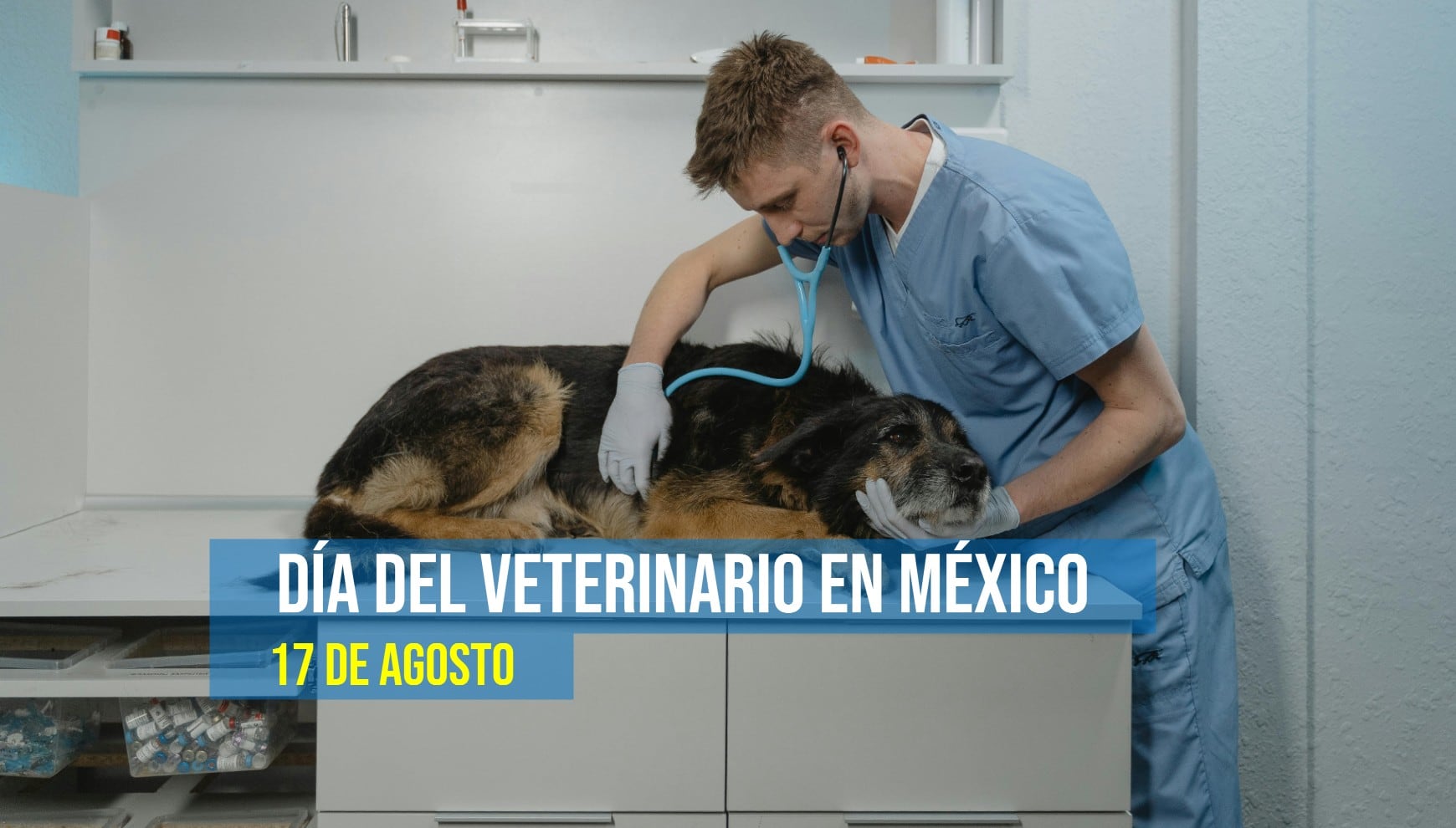El Día del Veterinario en México se conmemora anualmente cada 17 de agosto. (Pexels)