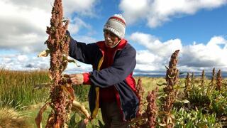 Más de 30 firmas lanzarán plaguicidas para cultivos de quinua