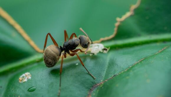 Imagen referencial de una hormiga tejedora 'camponotus textor'. - Foto: Ecuador.inaturalist.org