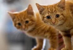 Alertan a dueños de mascotas en EE.UU. y Canadá por comida contaminada con gripe aviar