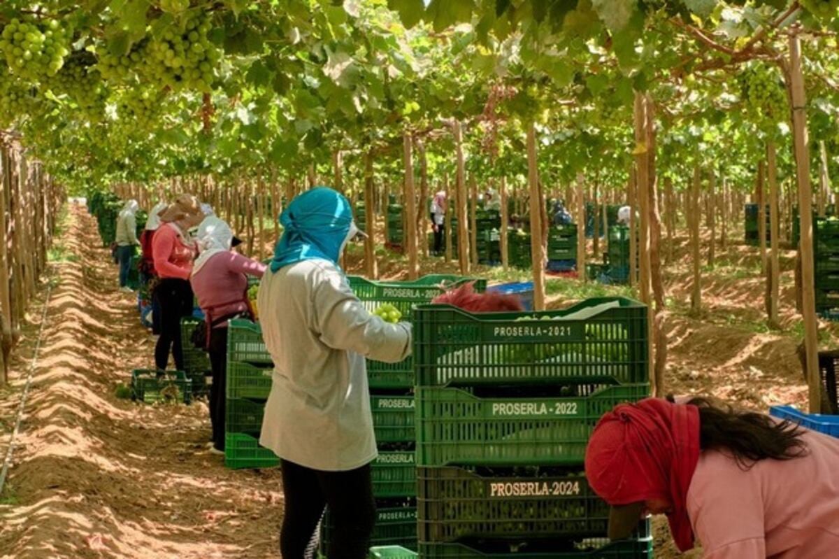 Proserla es una empresa agrícola fundada en 2003, ubicada en Jayanca (Lambayeque), con cinco centros de producción: Tarata, Santa Lucía, Carmelo, La Viña y Masaris.