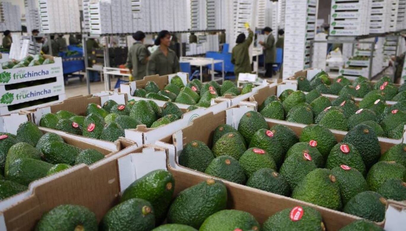 Con el objetivo de extender su periodo de comercialización, Westfalia está apostando por variedades de maduración tardía como Gem y Lamb Hass.