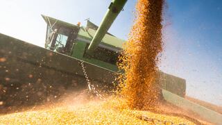 El CIC eleva la previsión de la cosecha mundial de maíz para la campaña 2022-2023