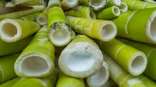 Expertos chinos destacan potencial del bambú como alimento “sostenible”