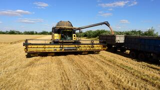 Sovecon eleva previsión de cosecha de trigo rusa, pero dice que exportaciones siguen siendo escasas