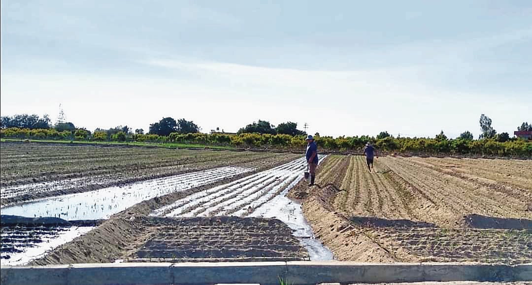 Cultivos. (Foto: GEC)