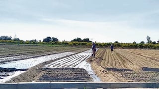 Senamhi: lluvias mejoran las perspectivas de la campaña agrícola 2025-2026