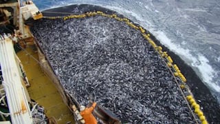 Pesca de jurel es “muy pobre” por efectos de El Niño y se recuperaría recién en abril