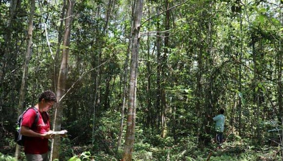 BAM interviene desde hace más de 17 años en el desarrollo de proyectos de restauración y conservación con el propósito de devolver y poner en valor los recursos de la Amazonía. (Andina)