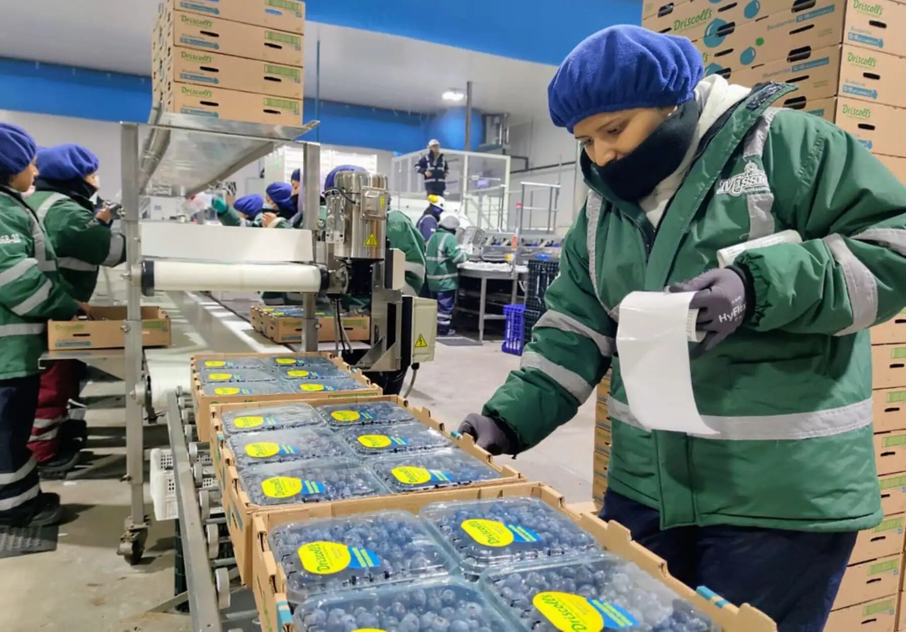 Además del volumen, el mercado estadounidense impone exigencias sanitarias, logísticas y comerciales que elevan el estándar. (Foto: Andina)