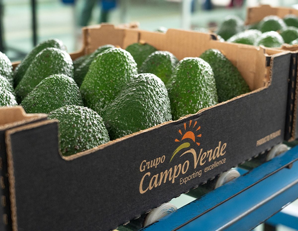 Campo Verde adapta sus procesos para cumplir los pedidos de Japón, que exige paltas con maduración controlada. (Foto: Campo Verde).