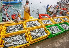 Pesca rebotaría 30% tras dos años en negativo, conoce qué factores influirían alza