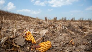 EE.UU. quizás nunca recupere título de mayor exportador de maíz cedido a Brasil