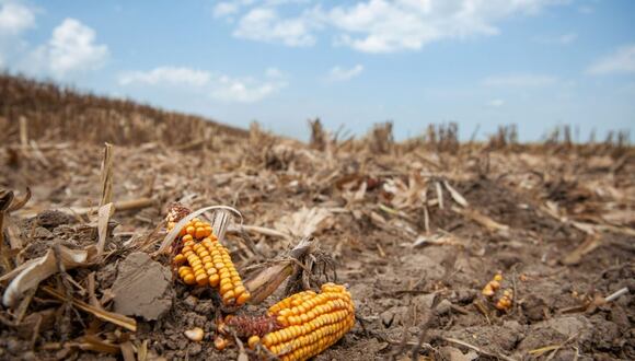 Trozos de maíz yacen en el suelo durante una cosecha en Leland, Mississippi, EE.UU., el martes 16 de agosto de 2022. Fotógrafo: Rory Doyle/Bloomberg