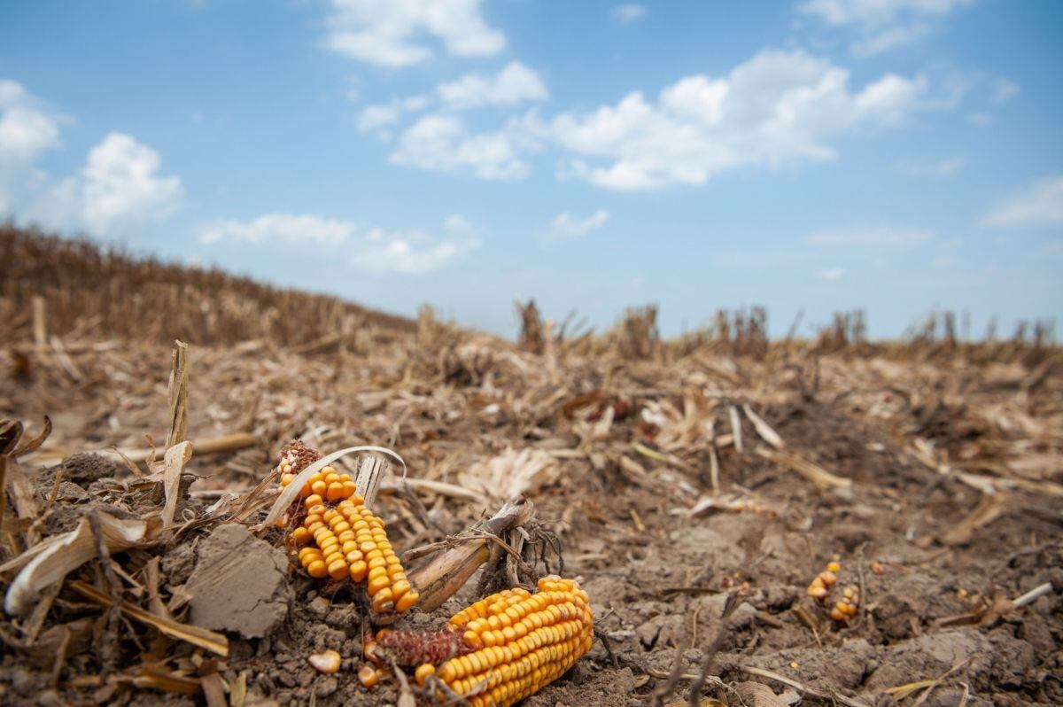 Trozos de maíz yacen en el suelo durante una cosecha en Leland, Mississippi, EE.UU., el martes 16 de agosto de 2022. Fotógrafo: Rory Doyle/Bloomberg