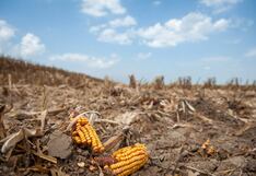 EE.UU. quizás nunca recupere título de mayor exportador de maíz cedido a Brasil