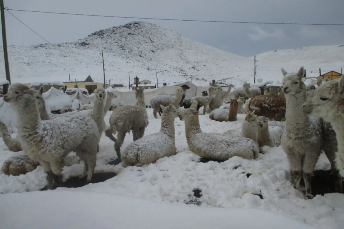 Nieve, lluvias y ráfagas de viento afectarán provincias de la sierra. (Foto: Andina)