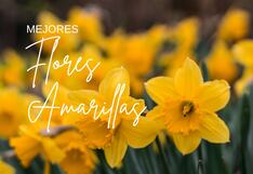 Lista de las mejores flores amarillas para regalar el 21 de marzo
